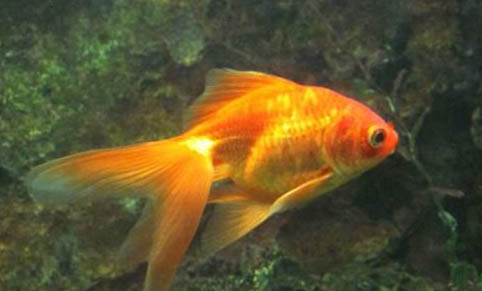 適合新手飼養的小型觀賞魚種類