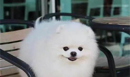 適合家養的大型犬有哪些?