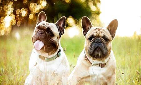 法國斗牛犬是禁養的嗎