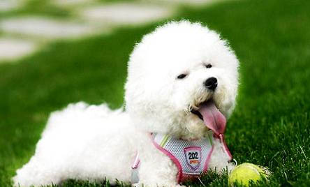 比熊犬膽子太小了