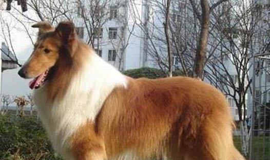 狗狗隨地大小便怎么訓(xùn)練