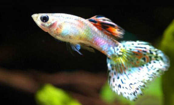 孔雀魚怎樣受精