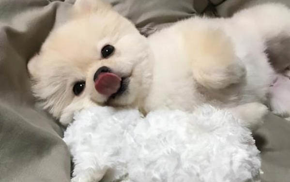 小狗吐白色粘液怎么回事?
