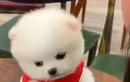 最不可能攻擊主人的狗有哪些品種