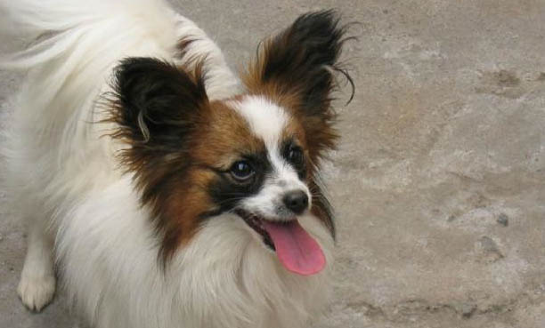 蝴蝶犬幼犬如何飼養