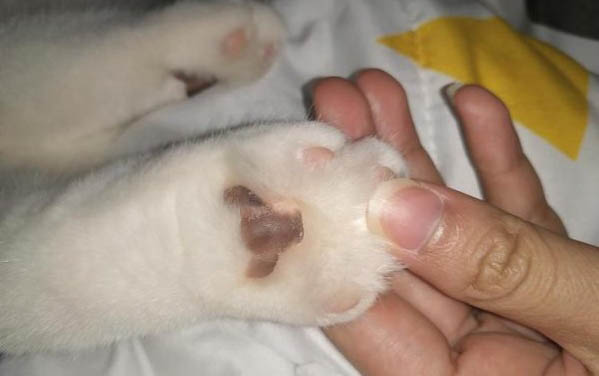 怎么鑒別貓有無貓傳腹貓