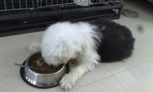 哪種大型犬最適合家養?
