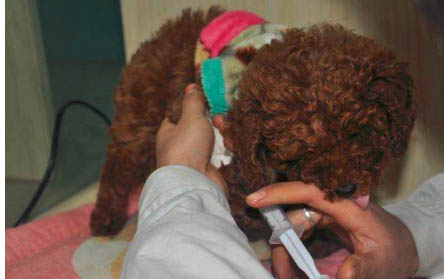 泰迪犬壽命一般多少年?