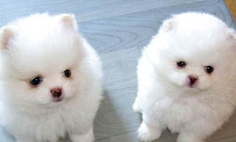 犬瘟死了多久可以養(yǎng)