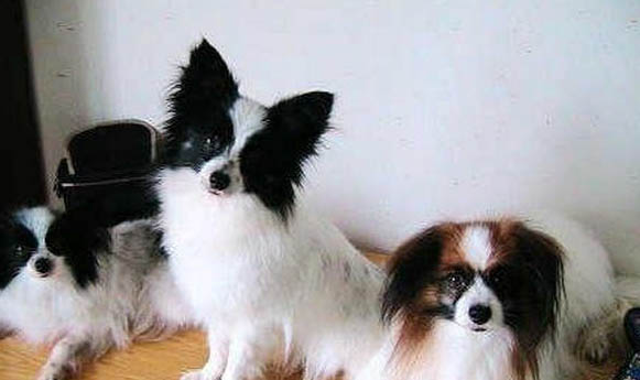 蝴蝶犬鼻子熱是什么原因