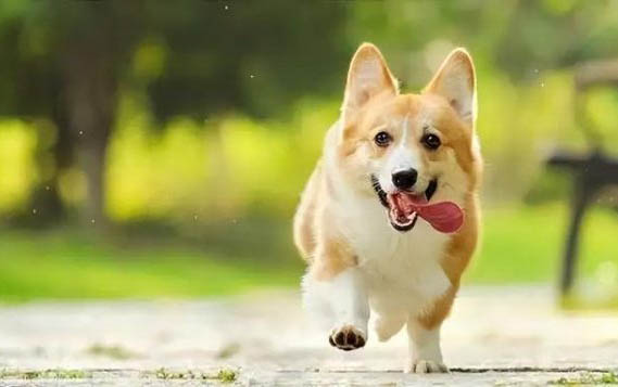 狗狗嚴重缺鈣多久能好