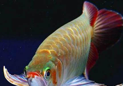 龍魚(yú)與什么魚(yú)混養(yǎng)最好