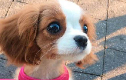 狗狗左眼睜不大是什么原因