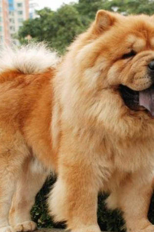 松獅犬皮膚病治療注意事項有哪些