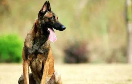 荷蘭牧羊犬和馬犬哪個好