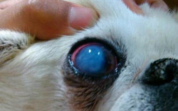 狗狗感染了細(xì)小病毒怎么辦