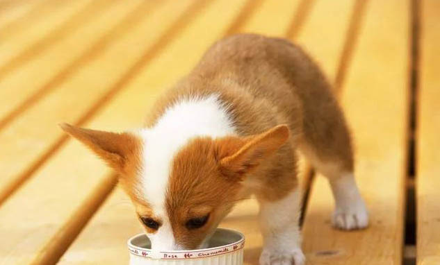 幼犬鈣片一天吃多少
