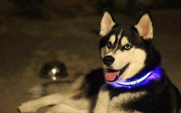 狗身上虱子怎么去除