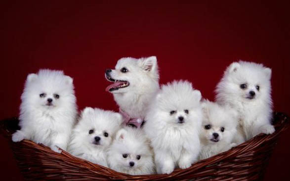 博美犬如何訓練