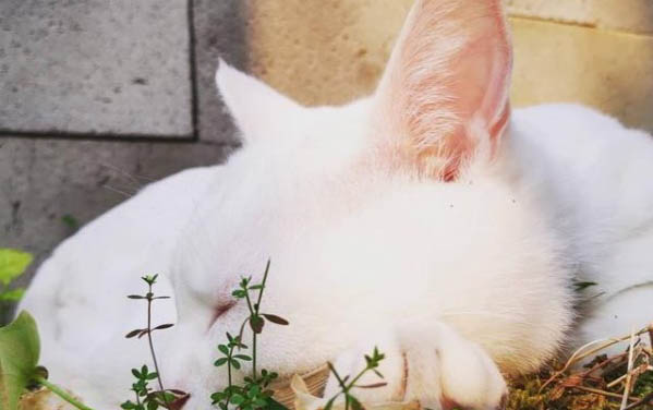 貓咪長期軟便的原因及處理方法