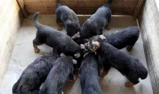 狗狗牙齒的重要性
