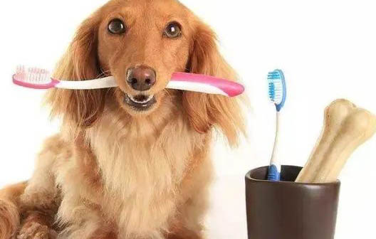 狗狗胰腺炎的診斷方法有哪些