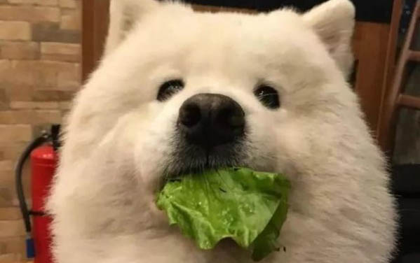 廣州哪里出售薩摩耶