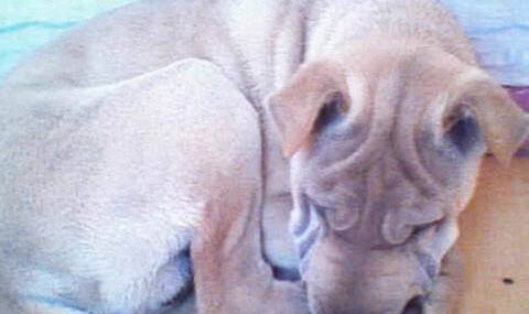中國沙皮犬真菌感染的原因