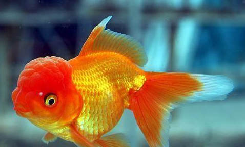金魚吃熱帶魚嗎