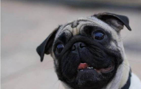 巴哥犬多少錢一只