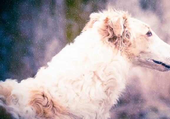 蘇俄獵狼犬吃多了吐了怎么辦