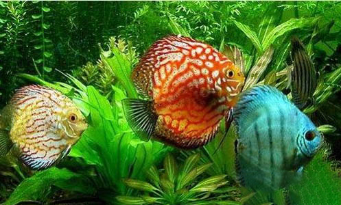 神仙魚飼養溫度