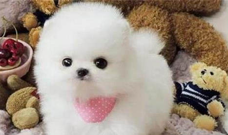 博美真菌皮膚病怎么處理