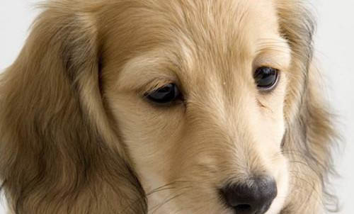 可卡犬的優(yōu)缺點(diǎn)都有哪些