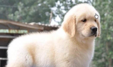 金毛犬價格多少