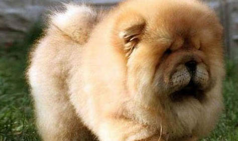 熊獅犬和松獅犬哪個好