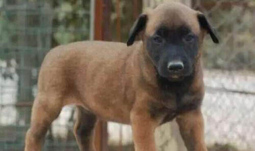 馬犬和斑點狗哪個聰明