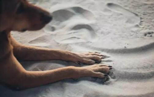 犬瘟會自愈么?