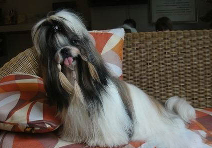 老年西施犬臨死什么癥狀