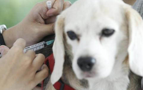 狗狗狂犬疫苗多久打一次