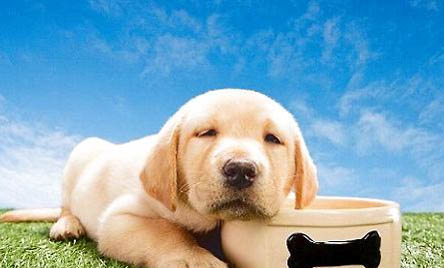金毛犬好養(yǎng)嗎?
