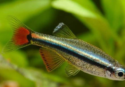 魚缸水混濁怎樣快速解決?