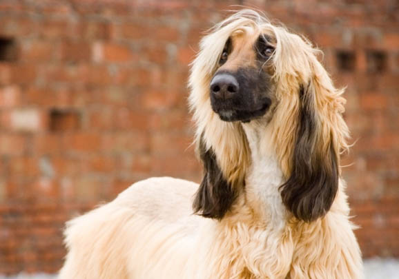 阿富汗獵犬脾臟大的原因及處理方法
