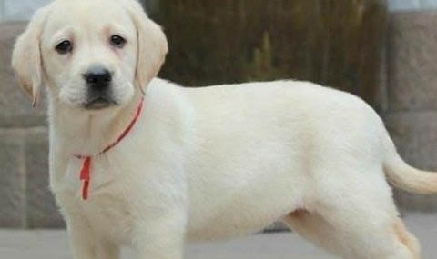 拉布拉多犬純種幼犬