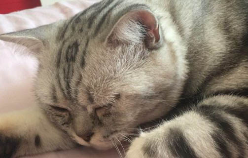 貓咪什么情況下會得貓瘟