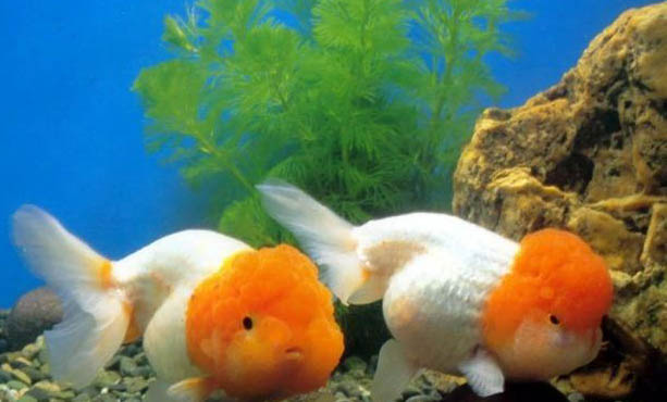 小金魚幾天喂一次食
