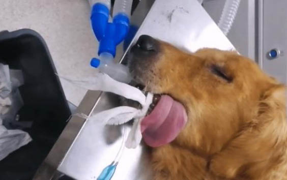 狗狗得了犬瘟死亡后家里消毒需要多長時間