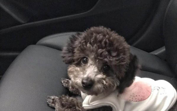 飼養(yǎng)貴賓犬6大禁忌