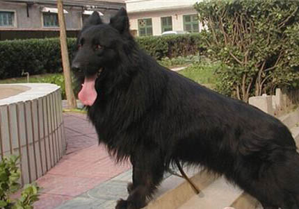 邊境牧羊犬流眼淚眼屎多是什么原因