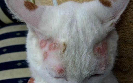 剛生下來的小貓需要注意什么